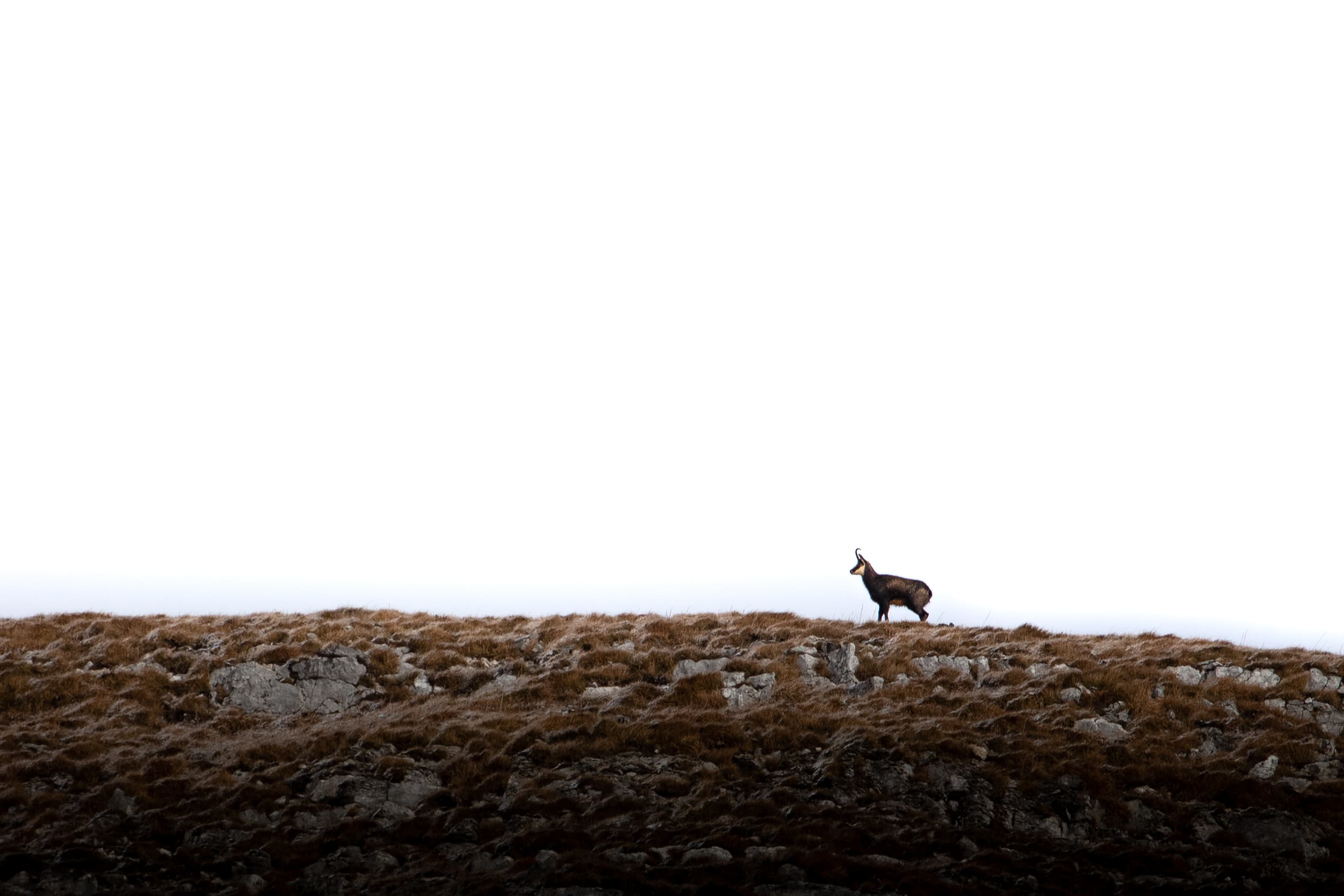 Veilleur des Crêtes